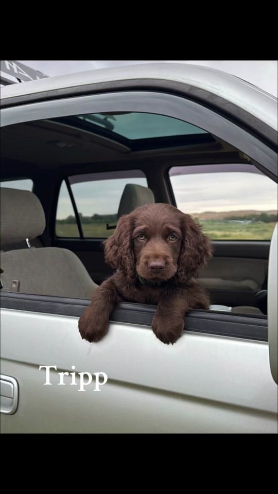 Post 1 by cajegolden on TikTok (video)
