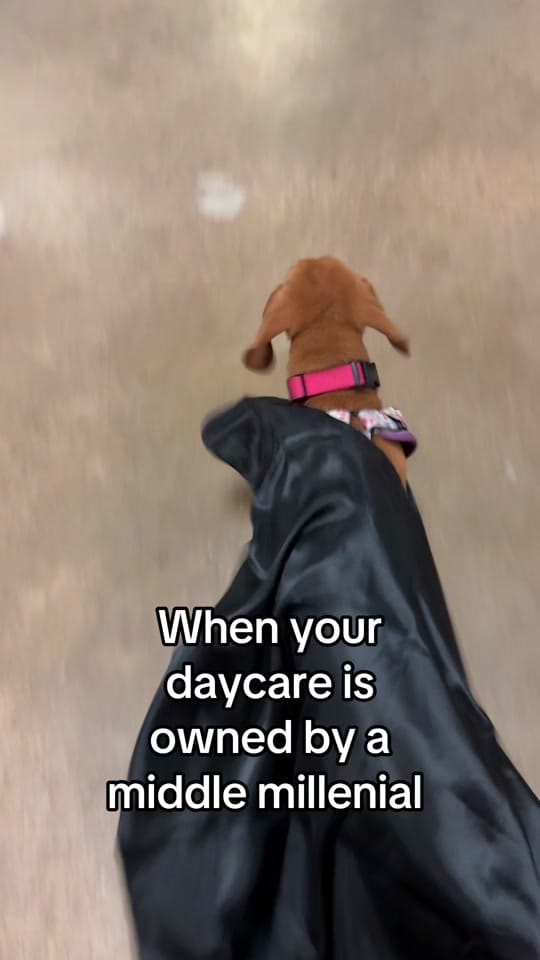 Post 2 by Work and Woof on TikTok (video)