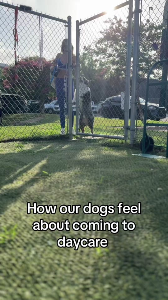 Post 4 by Work and Woof on TikTok (video)