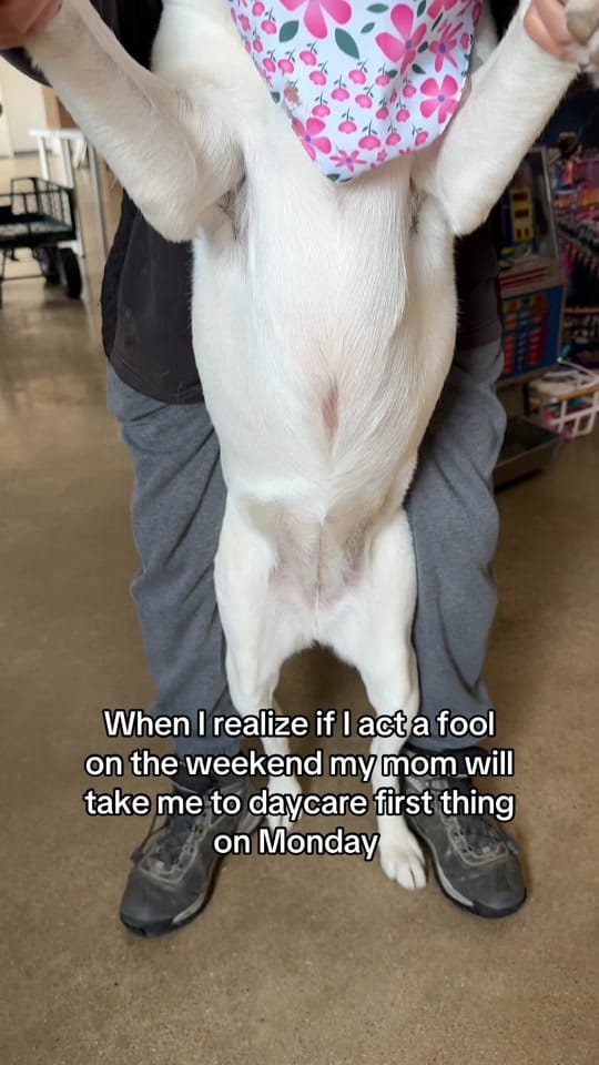 Post 9 by Work and Woof on TikTok (video)