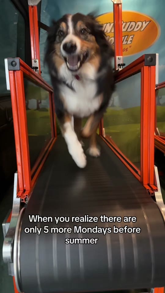 Post 6 by Work and Woof on TikTok (video)