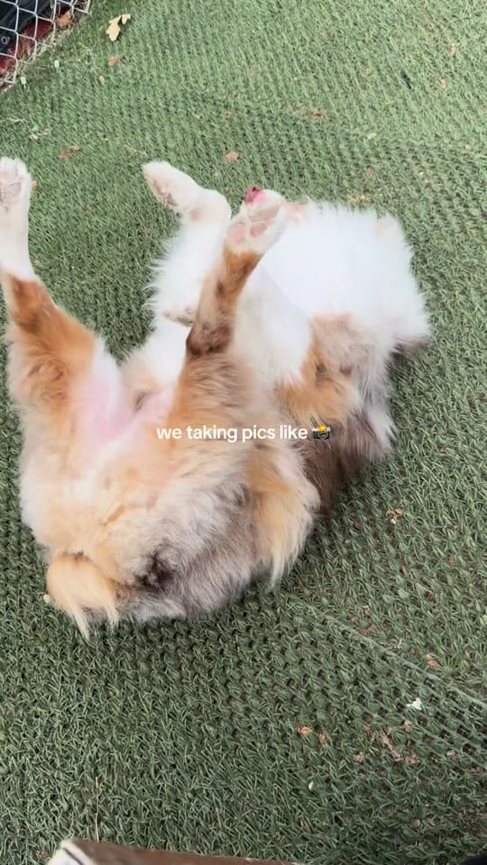 Post 7 by Work and Woof on TikTok (video)