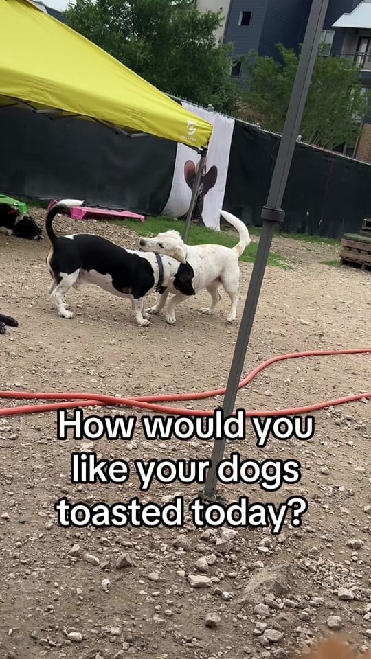 Post 8 by Work and Woof on TikTok (video)