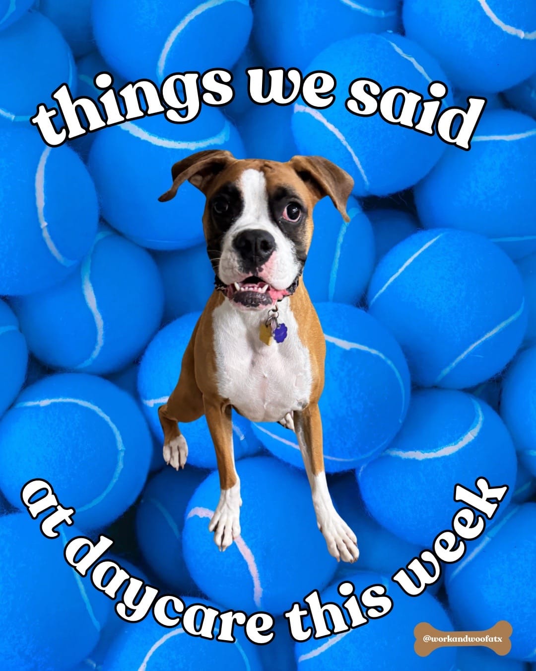 Post 5 by Work and Woof on TikTok (video)