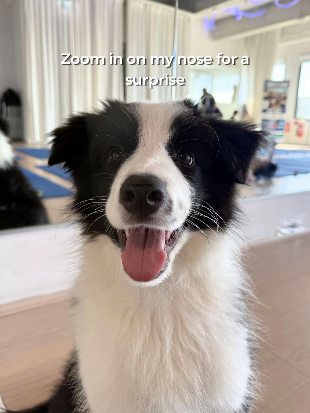 Post 5 by Doga Sydney | Puppy Yoga on TikTok (video)