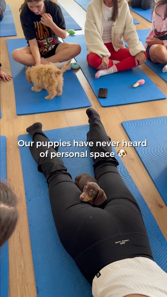 Post 4 by Doga Sydney | Puppy Yoga on TikTok (video)
