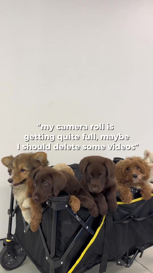 Post 9 by Doga Sydney | Puppy Yoga on TikTok (video)