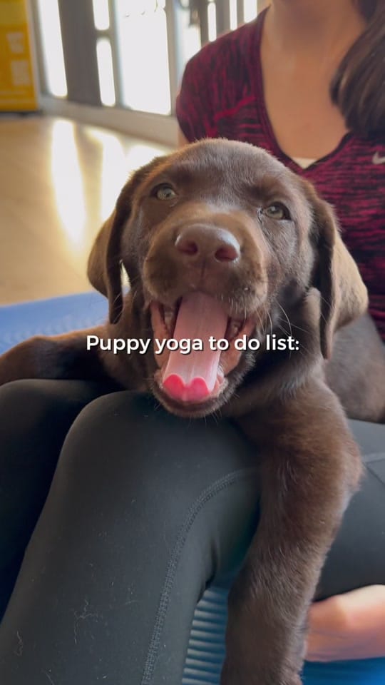 Post 1 by Doga Sydney | Puppy Yoga on TikTok (video)