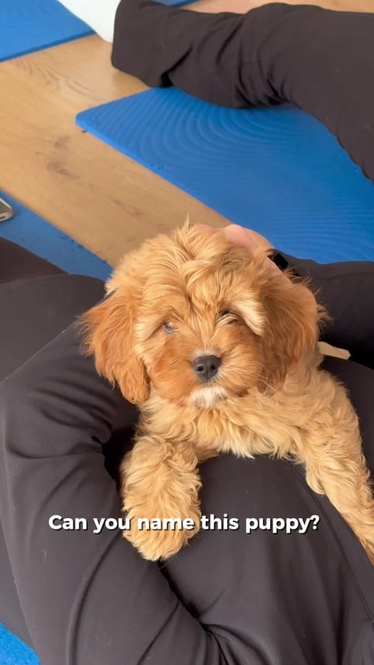 Post 2 by Doga Sydney | Puppy Yoga on TikTok (video)