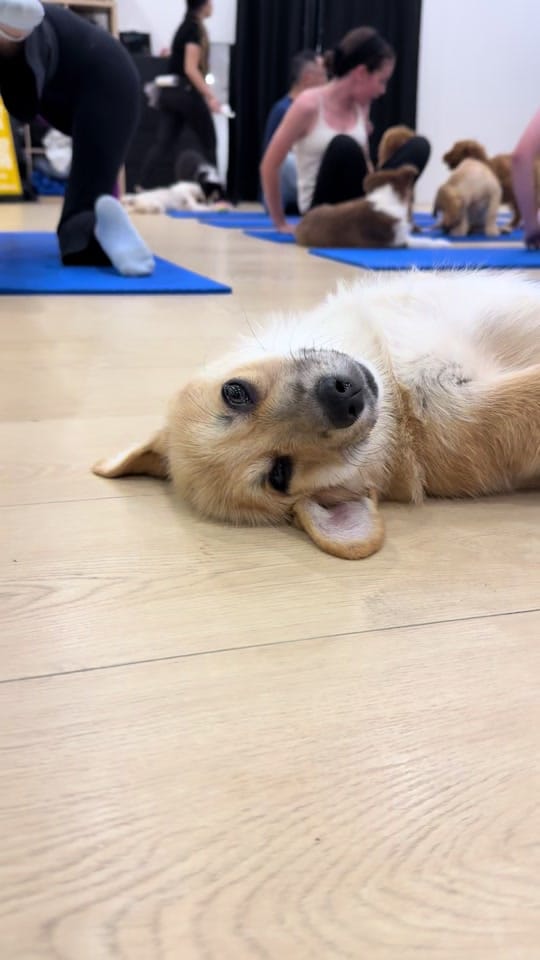 Post 7 by Doga Sydney | Puppy Yoga on TikTok (video)