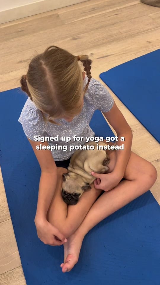 Post 6 by Doga Sydney | Puppy Yoga on TikTok (video)