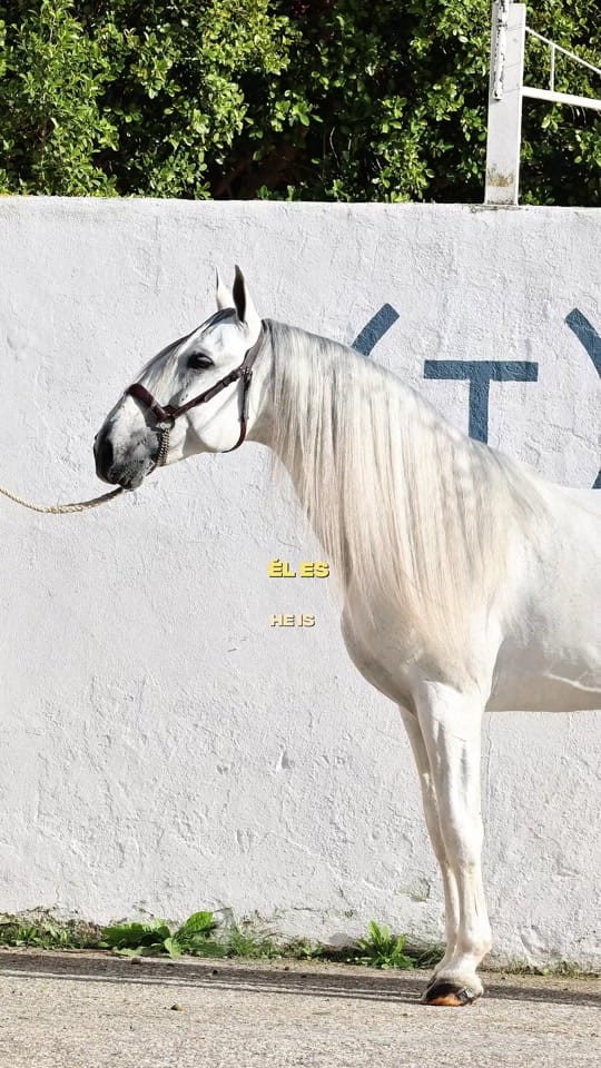 Post 9 by EVENHORSE on TikTok (video)