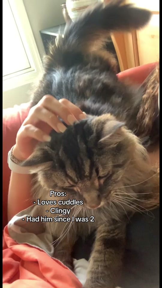 Post 9 by Amber on TikTok (video)