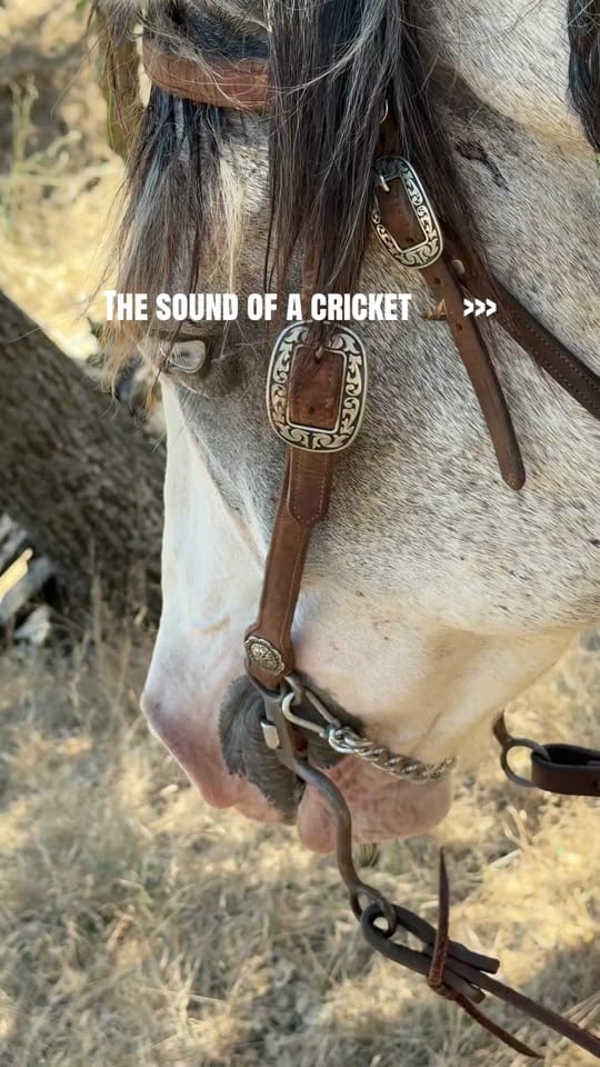 Post 1 by Regina Hancock | Western Life on TikTok (video)
