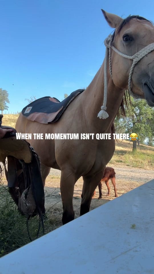 Post 7 by Regina Hancock | Western Life on TikTok (video)