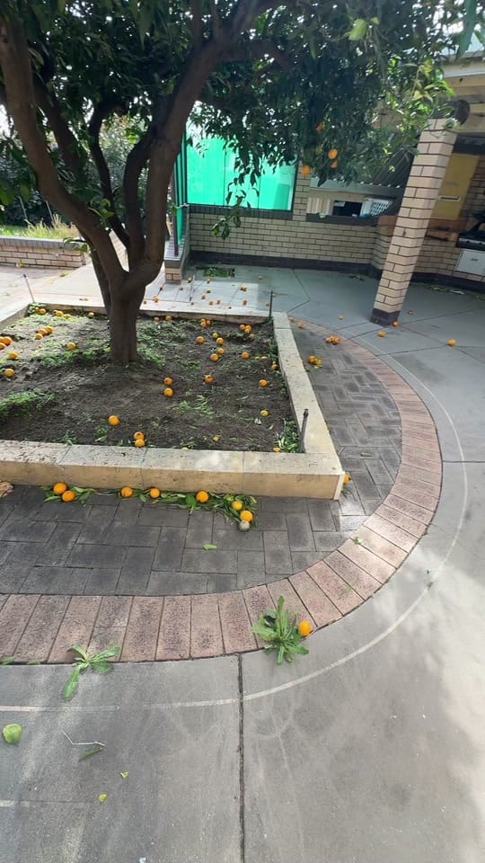 Post 6 by LifeinAustralia💛🌻 on TikTok (video)