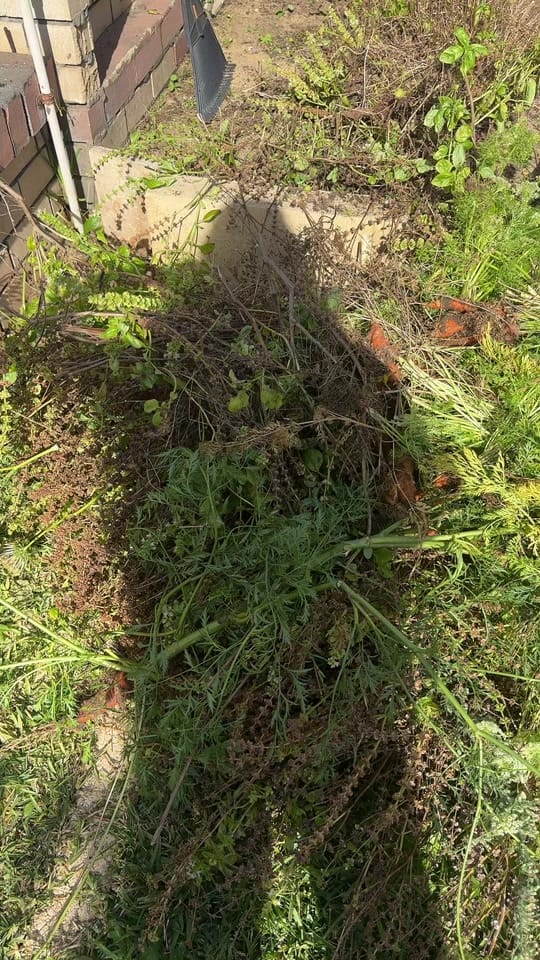 Post 3 by LifeinAustralia💛🌻 on TikTok (video)
