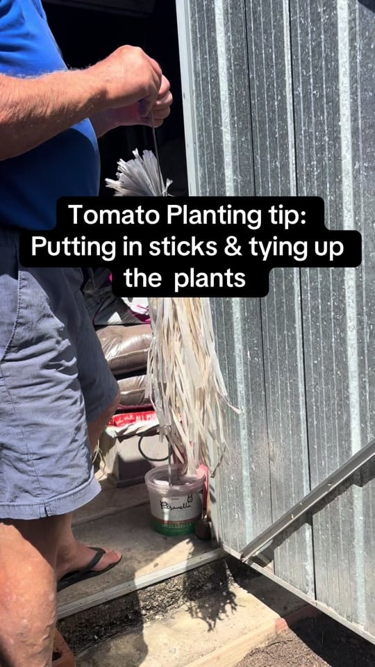 Post 10 by nonnobart_sydney on TikTok (video)