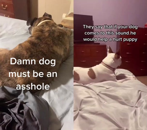 Post 8 by Christina Cox on TikTok (video)