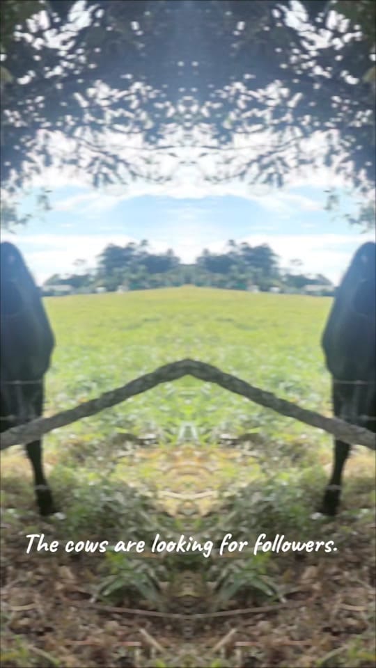 Post 8 by Healthbits 🇦🇺 on TikTok (video)