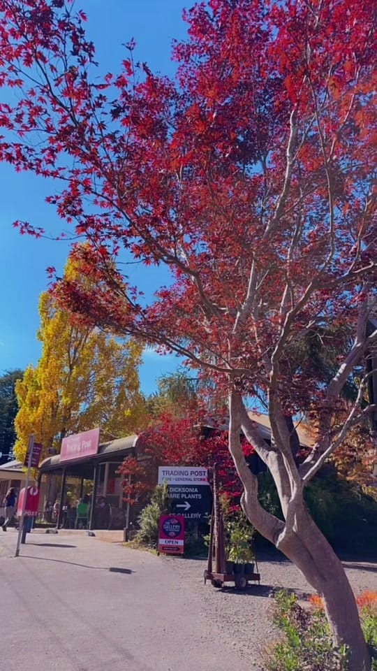 Post 10 by Lisa Nguyen on TikTok (video)