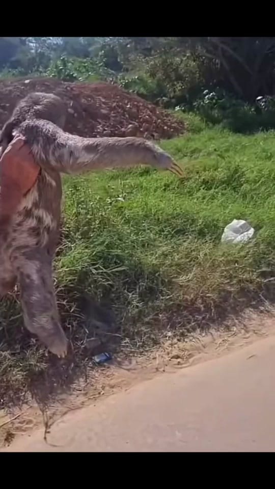 Post 5 by ⚔️ModernViking⚔️ on TikTok (video)