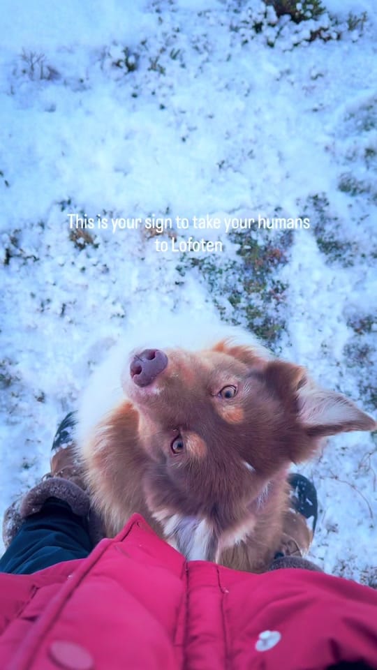 Post 6 by somewherewithpaws on TikTok (video)