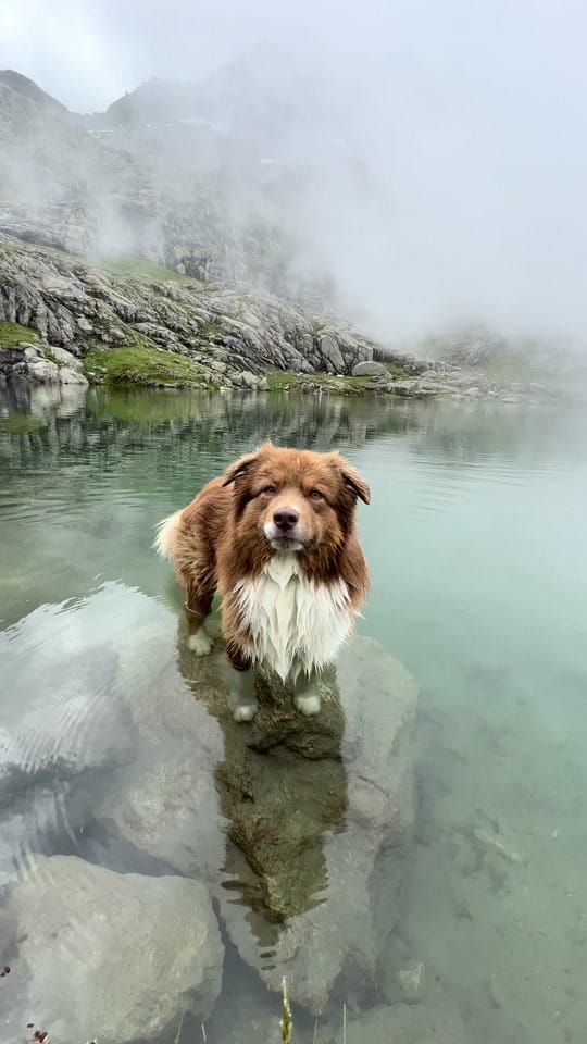 Post 10 by somewherewithpaws on TikTok (video)