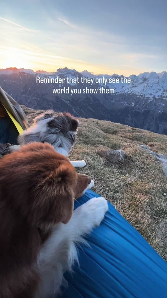 Post 4 by somewherewithpaws on TikTok (video)