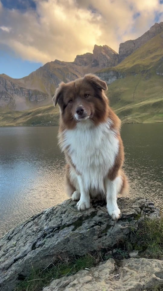 Post 9 by somewherewithpaws on TikTok (video)