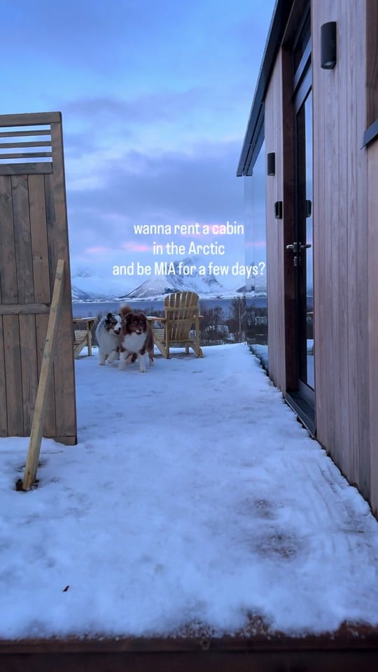 Post 7 by somewherewithpaws on TikTok (video)