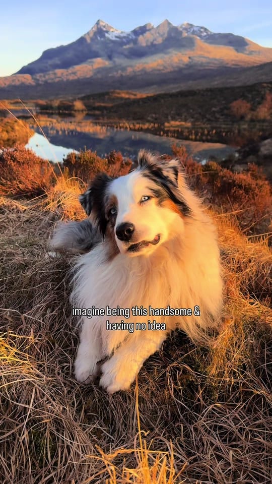 Post 2 by somewherewithpaws on TikTok (video)