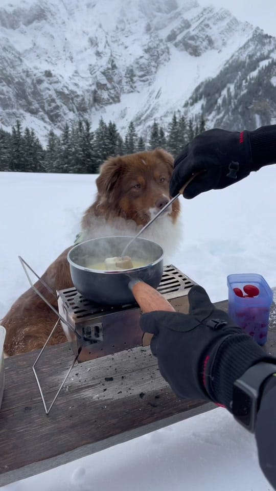 Post 8 by somewherewithpaws on TikTok (video)
