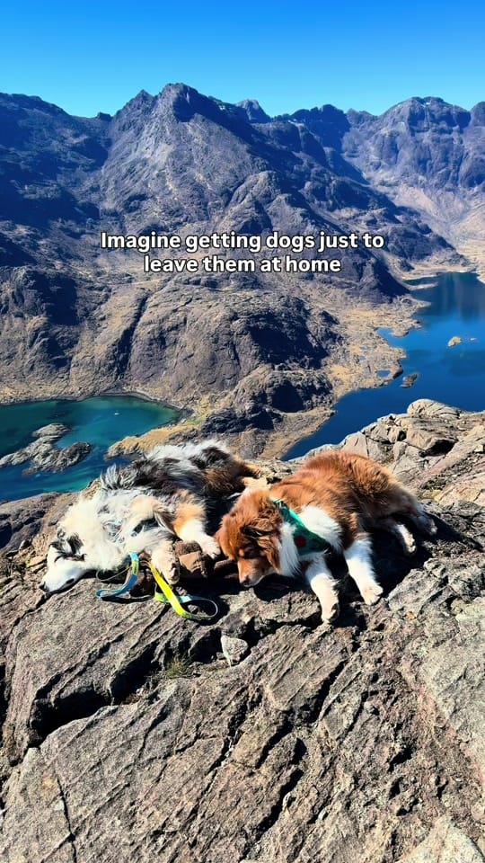 Post 3 by somewherewithpaws on TikTok (video)
