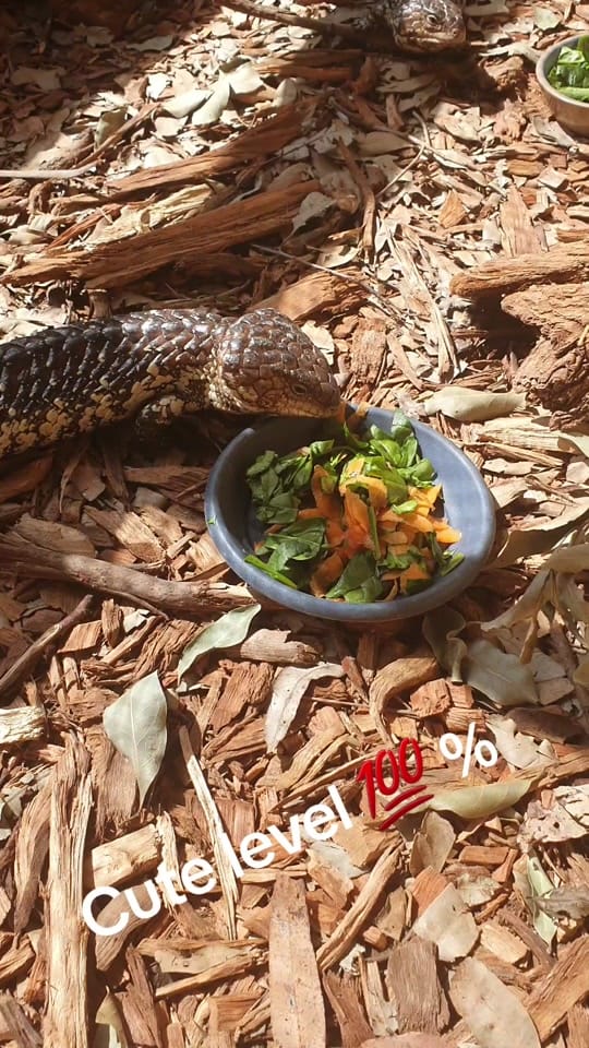 Post 10 by CrittaCam on TikTok (video)