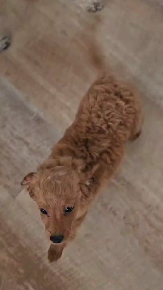 Post 2 by Gibbo & Tarn Adventures on TikTok (video)