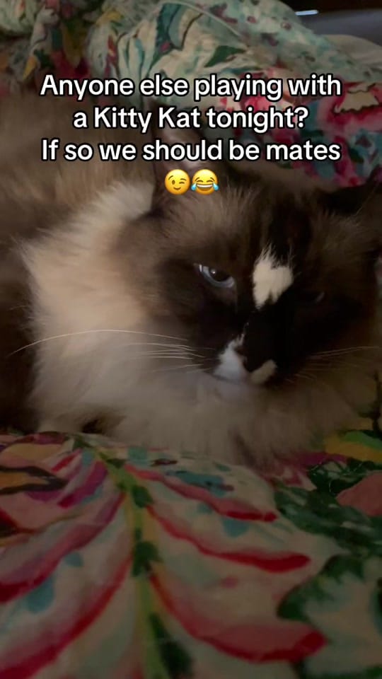 Post 7 by MissAussieDownUnder on TikTok (video)