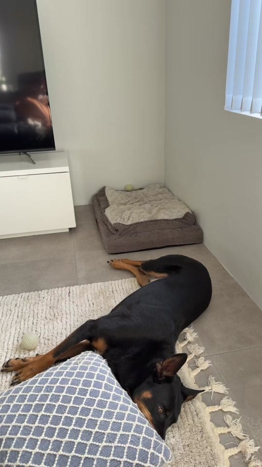 Post 2 by LifeTalesOfLampe on TikTok (video)