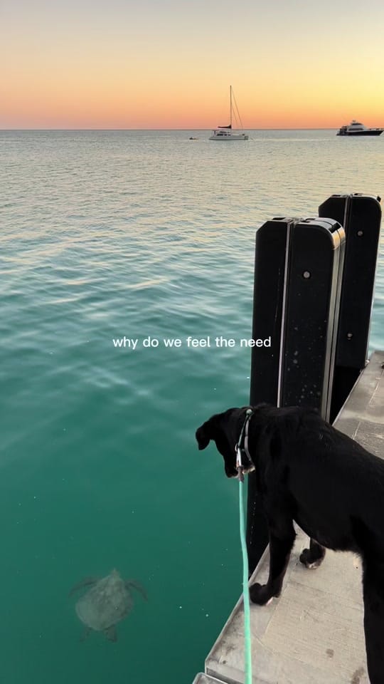 Post 6 by Amelia Snell on TikTok (video)