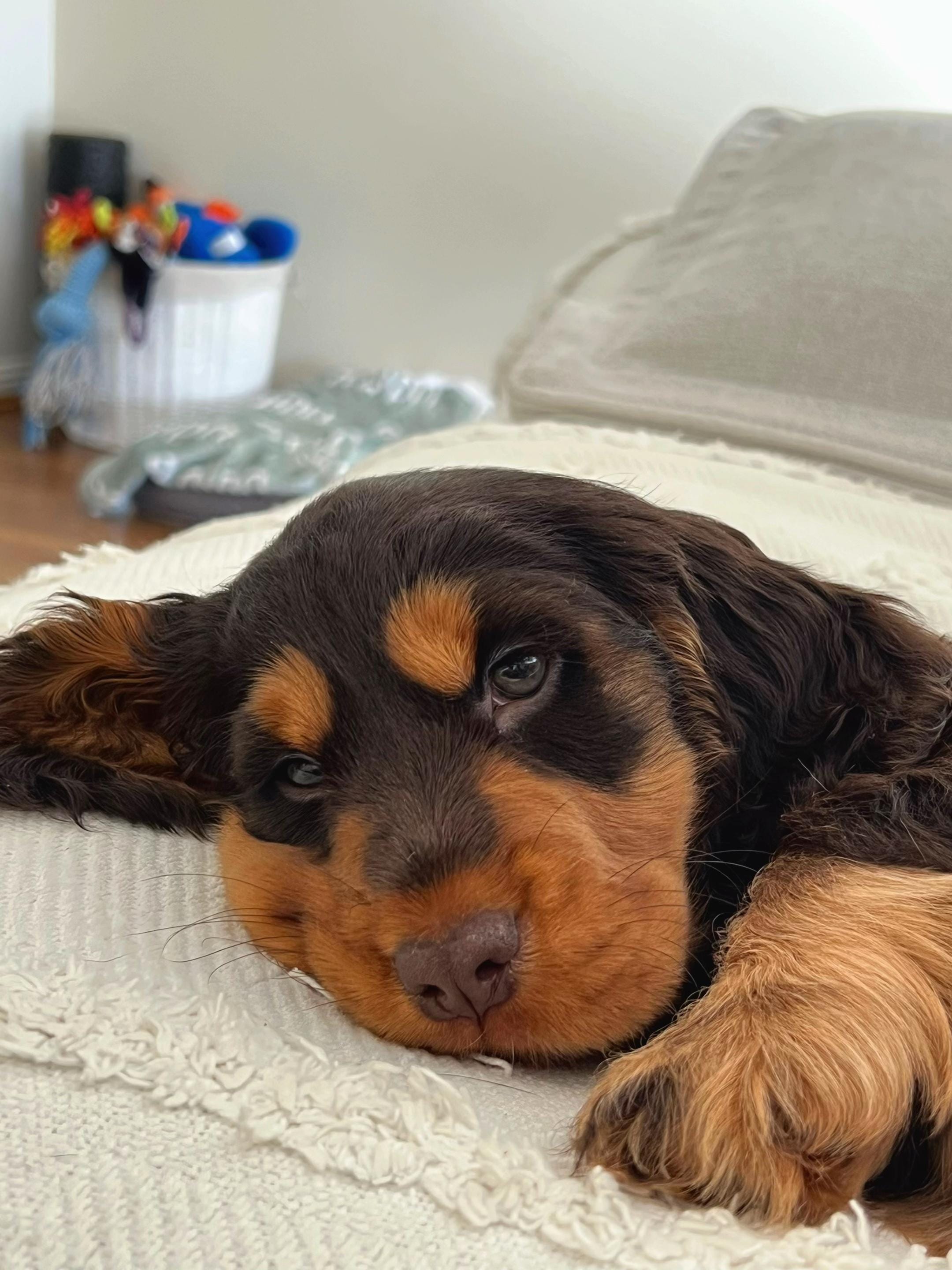 Post 2 by Amelia Snell on TikTok (video)