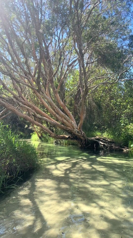 Post 1 by Will Jackson on TikTok (video)