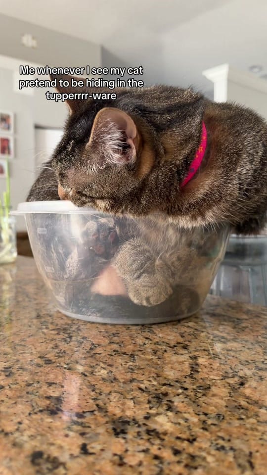 Post 6 by Alana Alicea 🎀⭐️ on TikTok (video)