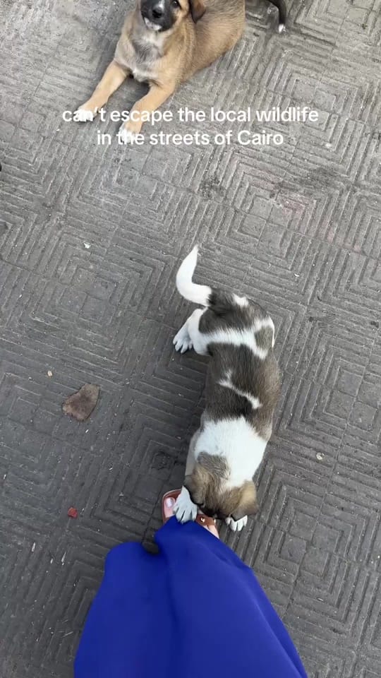 Post 1 by One World Just Go on TikTok (video)