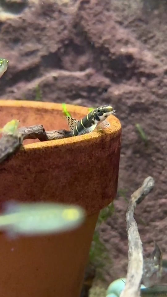 Post 8 by Rift 2 Reef Aquatics on TikTok (video)