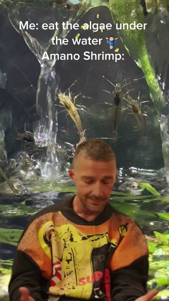 Post 1 by Rift 2 Reef Aquatics on TikTok (video)