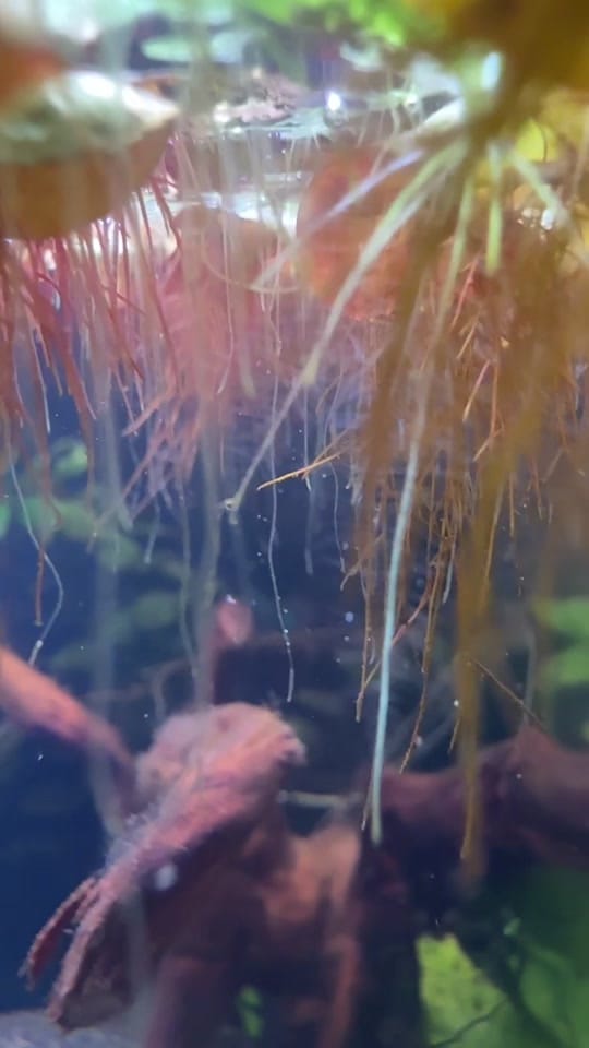 Post 4 by Rift 2 Reef Aquatics on TikTok (video)