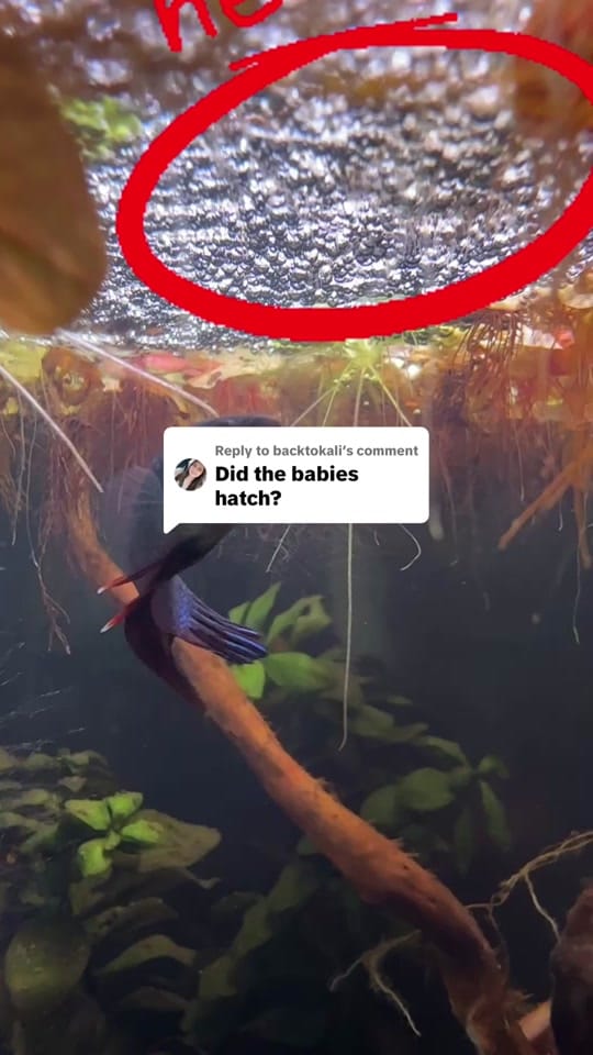 Post 5 by Rift 2 Reef Aquatics on TikTok (video)