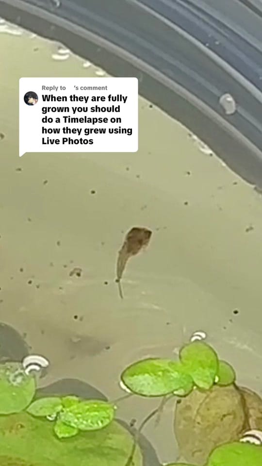 Post 3 by Rift 2 Reef Aquatics on TikTok (video)