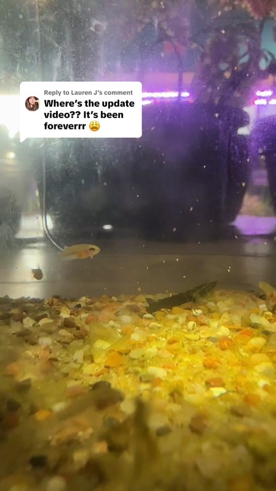 Post 2 by Rift 2 Reef Aquatics on TikTok (video)