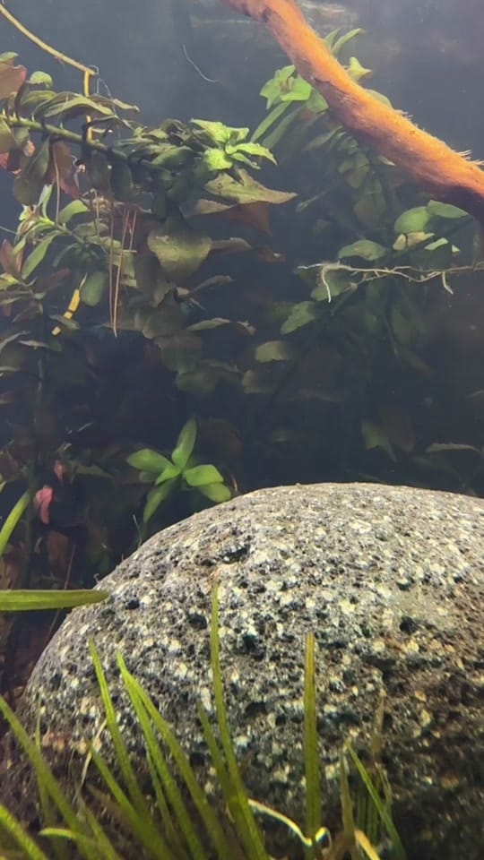 Post 7 by Rift 2 Reef Aquatics on TikTok (video)